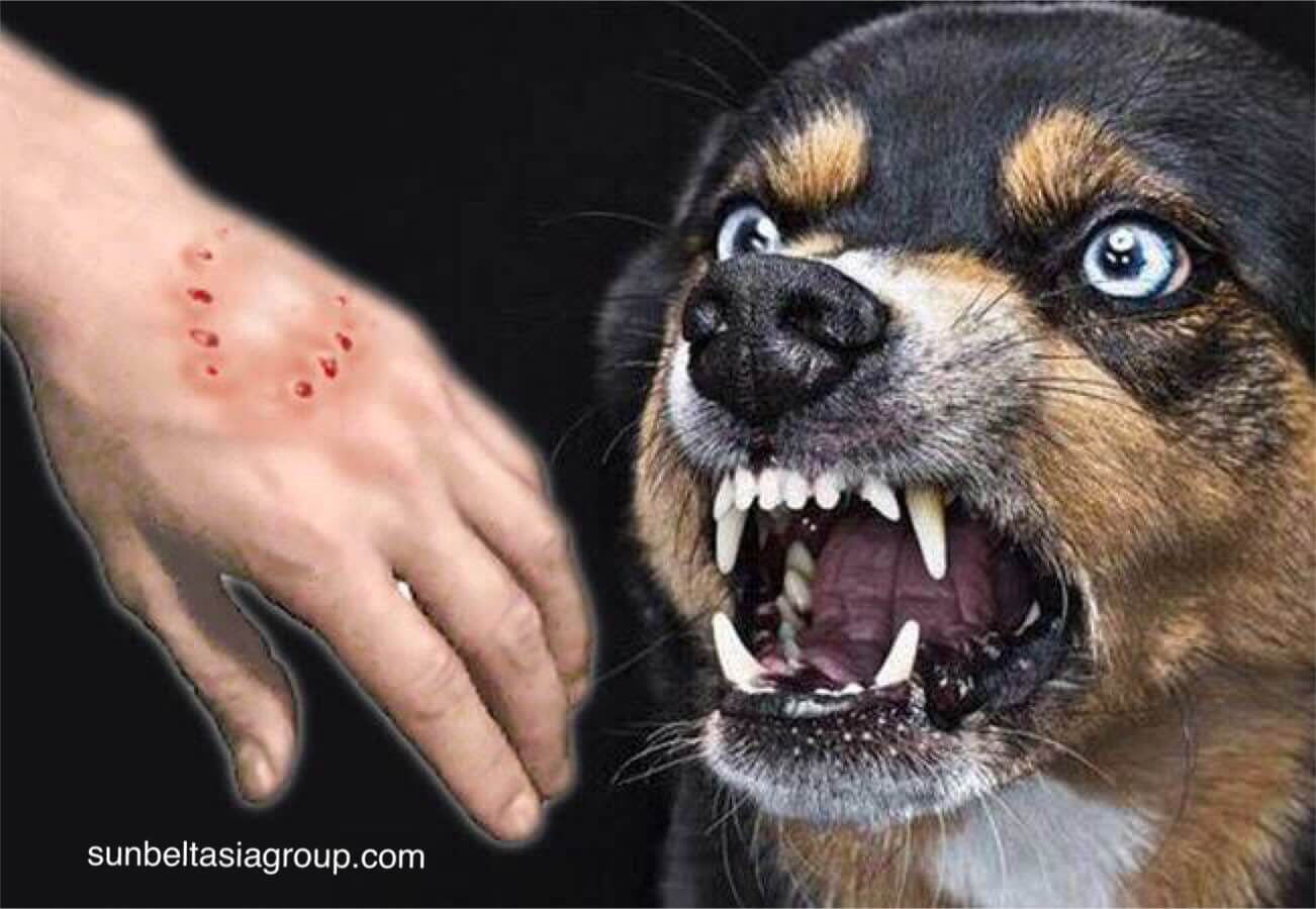 โรคพิษสุนัขบ้า อันตรายอย่างมากจากสัตว์สู่คน